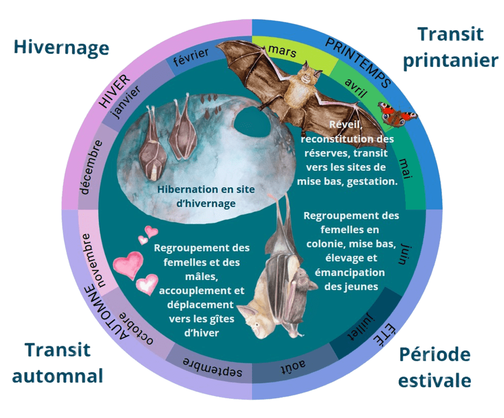 Cycle de vie chauve-souris Cycle De Vie Chauve Souris